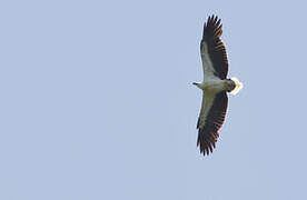 White-bellied Sea Eagle