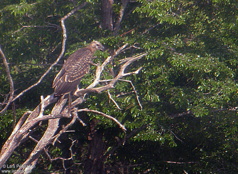 Pygargue de Madagascar