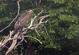 Pygargue de Madagascar