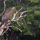 Pygargue de Madagascar