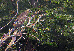 Madagascan Fish Eagle