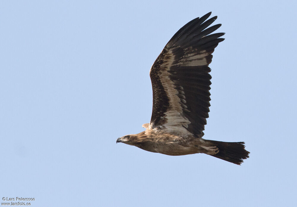 Pallas's Fish Eagle