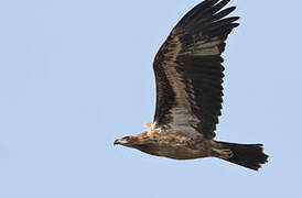 Pallas's Fish Eagle