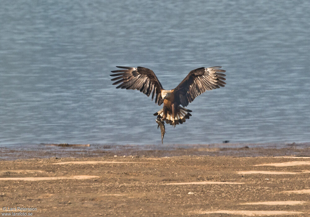 Pallas's Fish Eagle