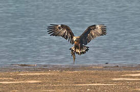 Pallas's Fish Eagle