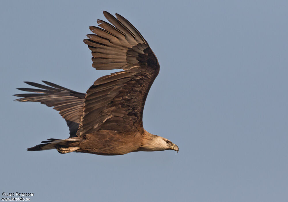 Pallas's Fish Eagle