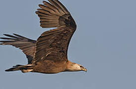 Pallas's Fish Eagle