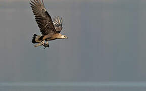 Pallas's Fish Eagle