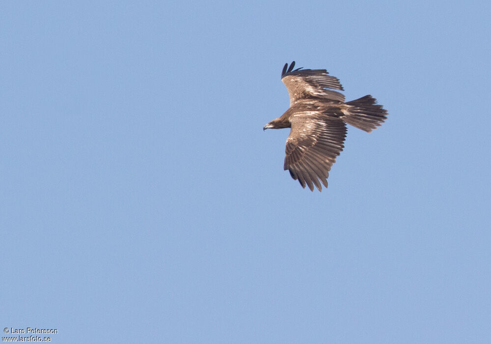 Pallas's Fish Eagle