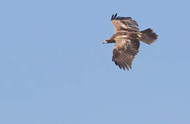 Pallas's Fish Eagle