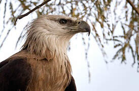 Pallas's Fish Eagle