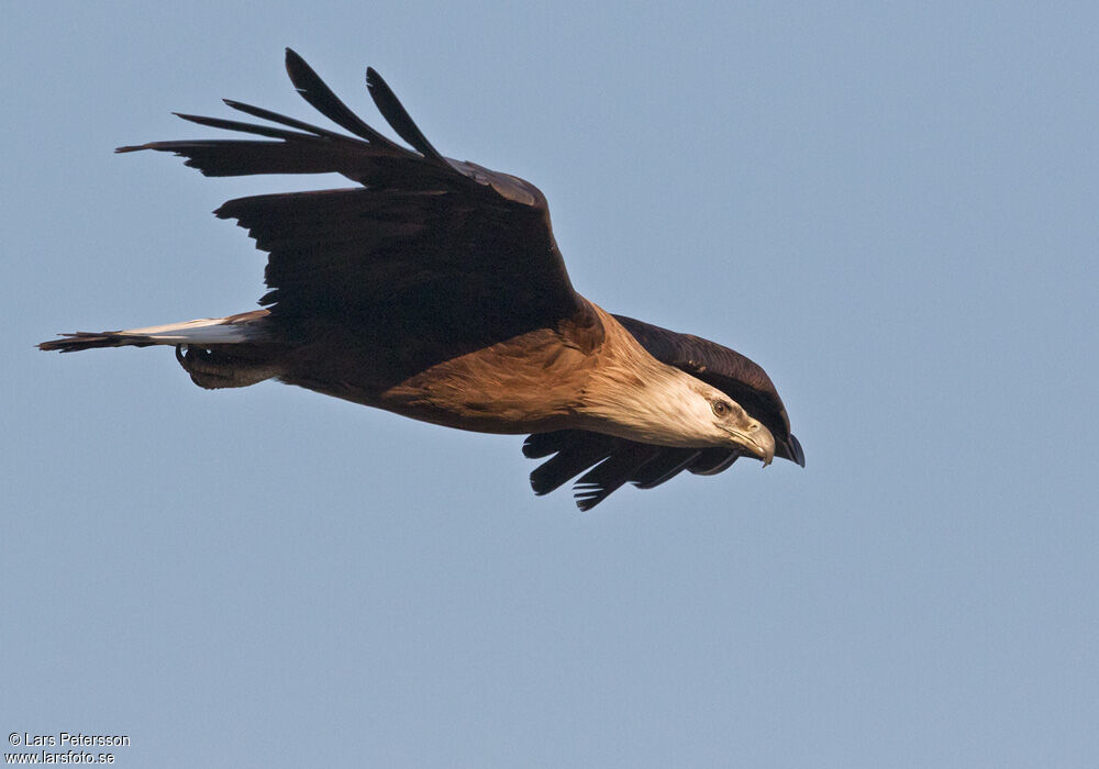 Pallas's Fish Eagle