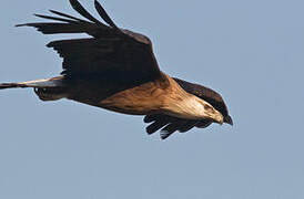 Pallas's Fish Eagle