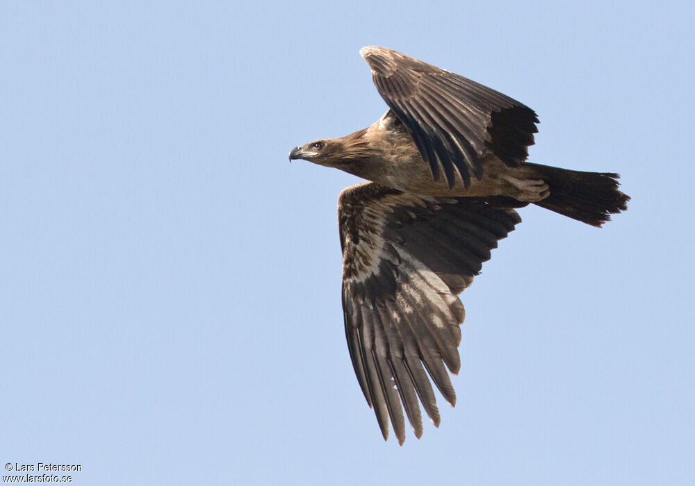 Pallas's Fish Eagle