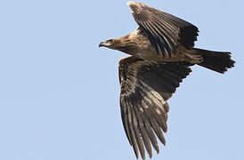 Pallas's Fish Eagle