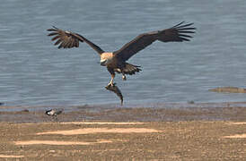 Pallas's Fish Eagle