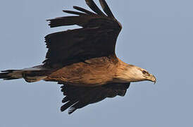 Pallas's Fish Eagle