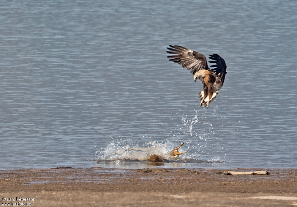 Pallas's Fish Eagle