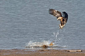 Pallas's Fish Eagle