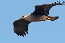 Pallas's Fish Eagle