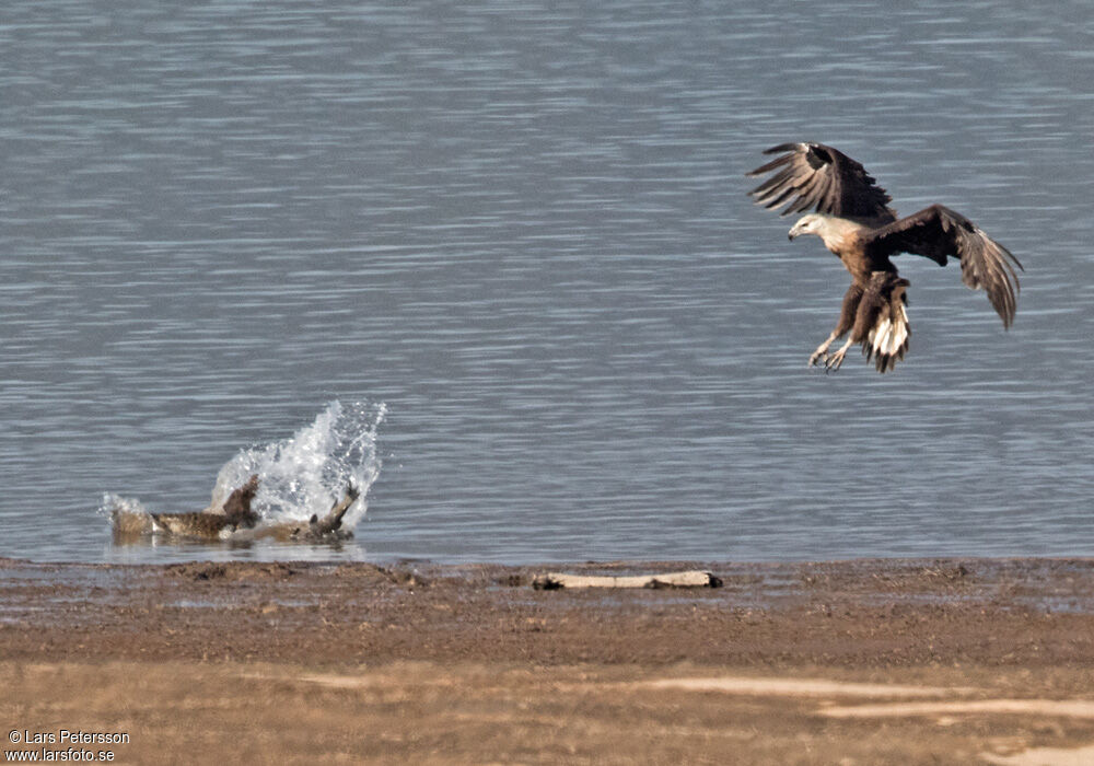 Pallas's Fish Eagle