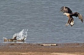 Pallas's Fish Eagle