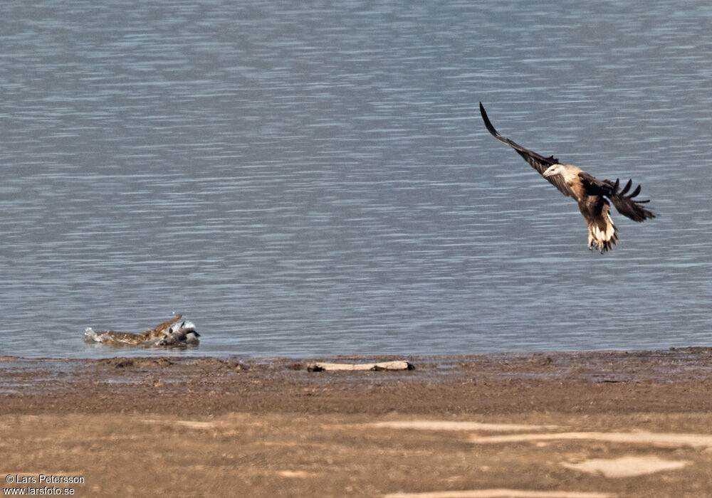 Pallas's Fish Eagle