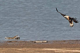 Pallas's Fish Eagle