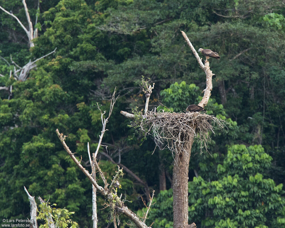 Sanford's Sea Eagle