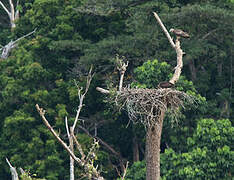 Sanford's Sea Eagle