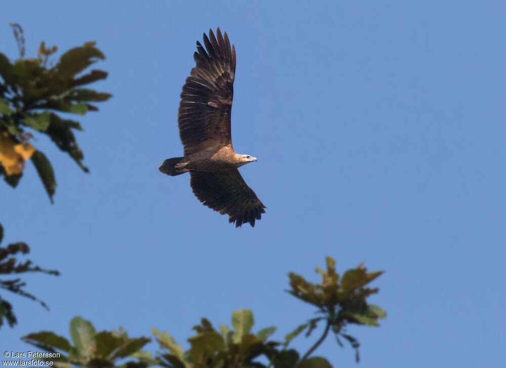 Sanford's Sea Eagle