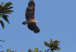 Sanford's Sea Eagle