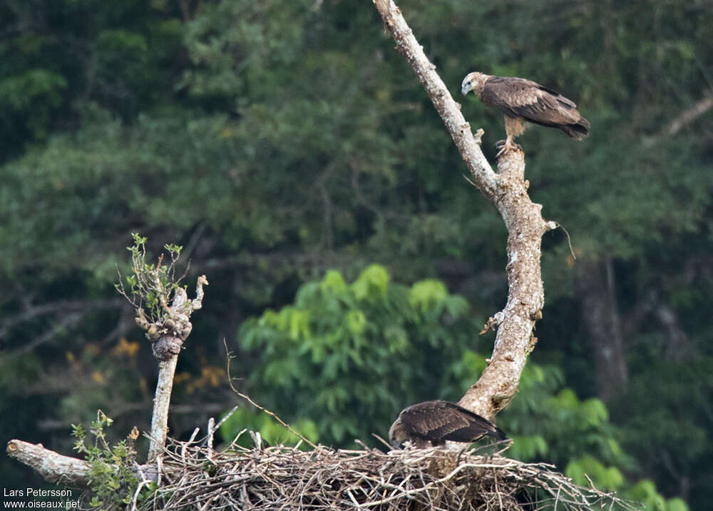 Sanford's Sea Eagleadult, Reproduction-nesting