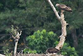 Sanford's Sea Eagle