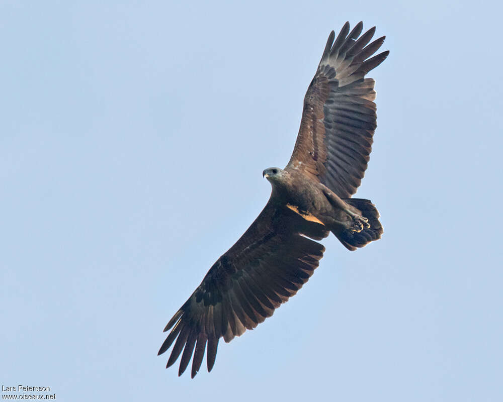 Sanford's Sea Eagleadult, Flight