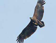 Sanford's Sea Eagle