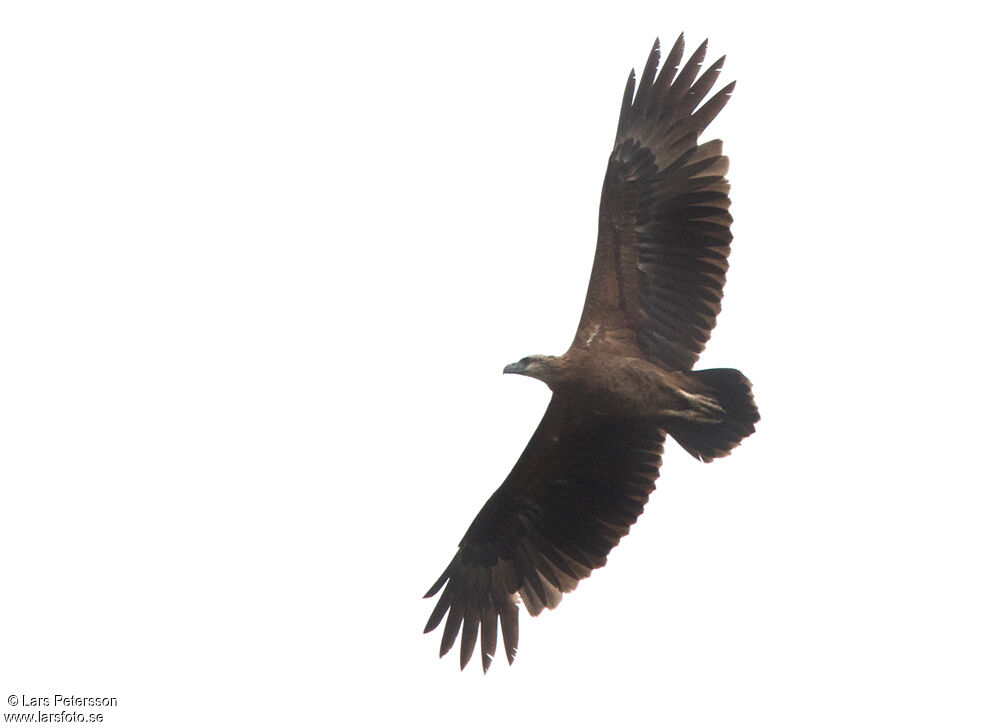 Sanford's Sea Eagle