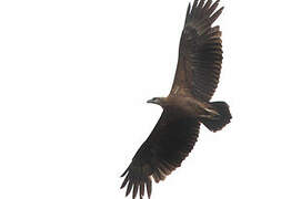 Sanford's Sea Eagle