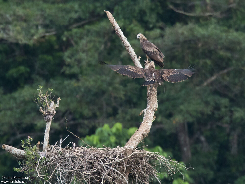 Sanford's Sea Eagle