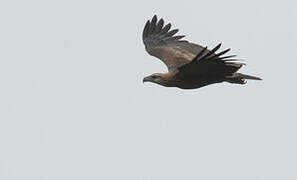 Sanford's Sea Eagle