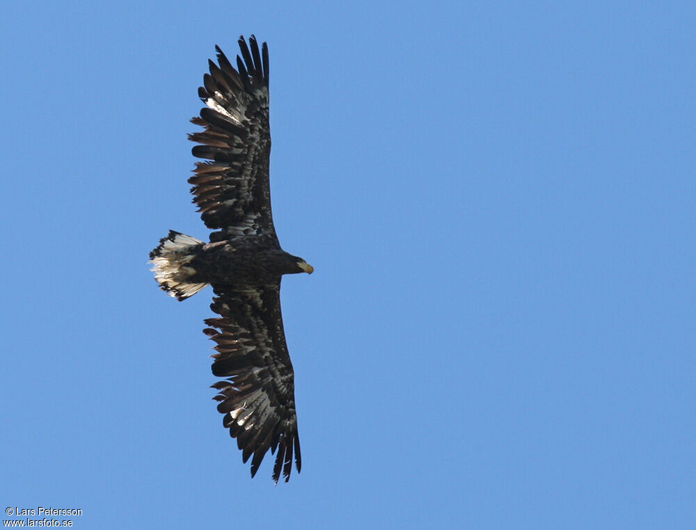 Steller's Sea Eagle