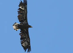 Steller's Sea Eagle