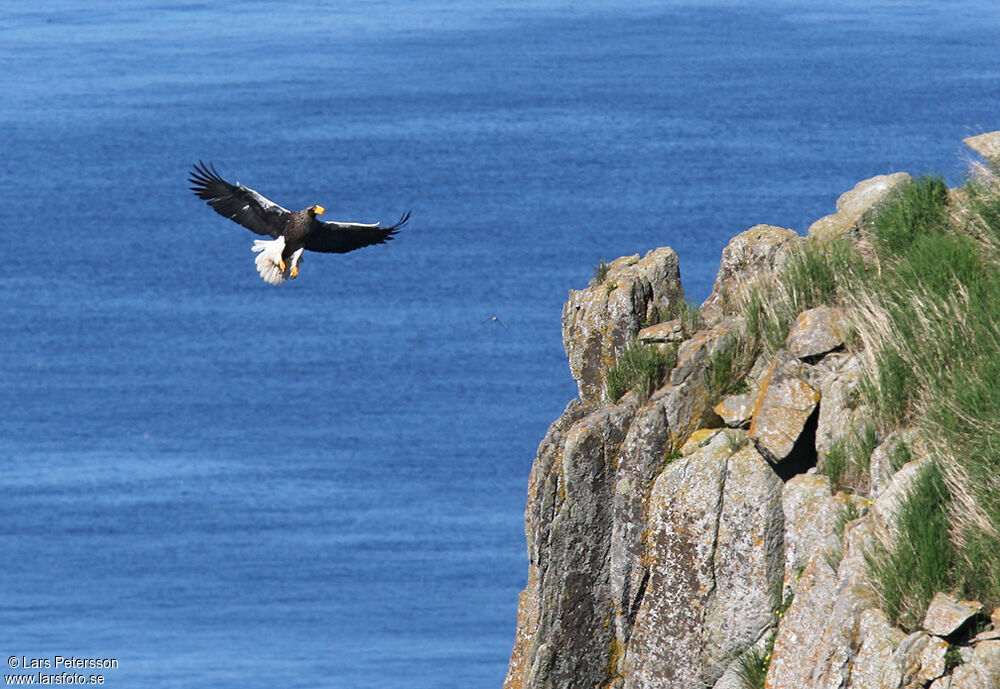 Steller's Sea Eagle