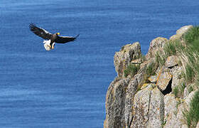 Steller's Sea Eagle