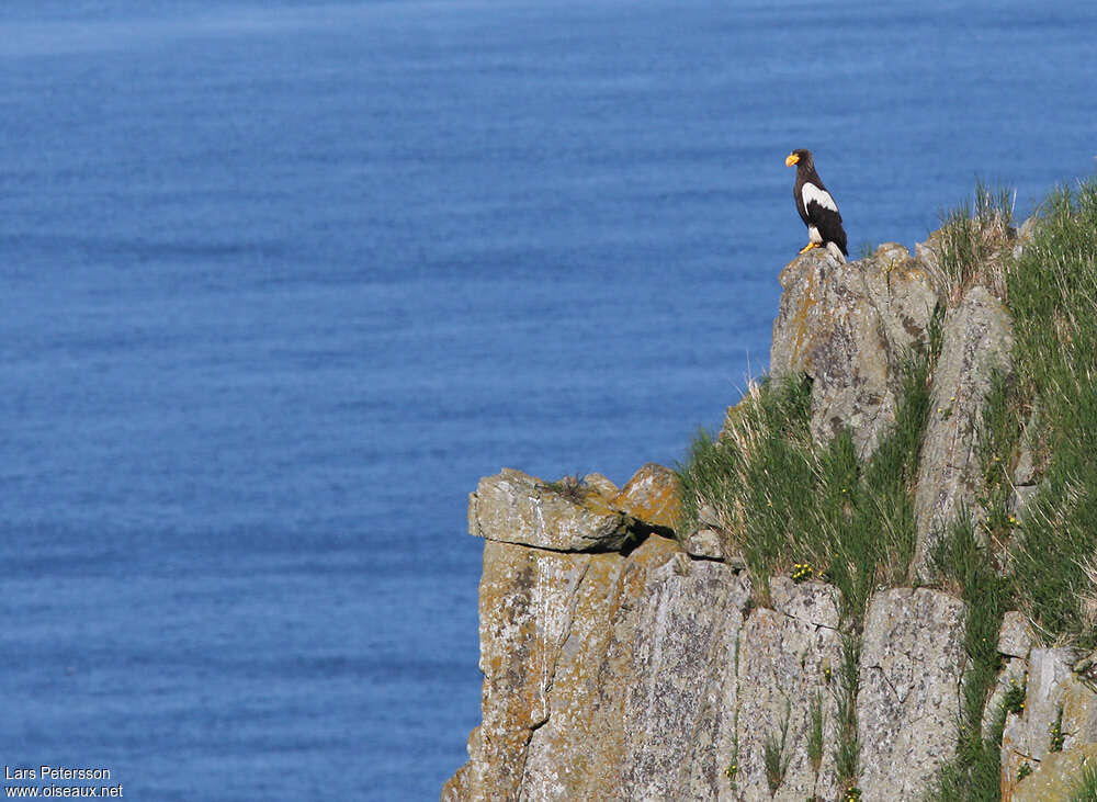 Steller's Sea Eagleadult, habitat