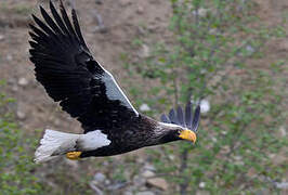 Steller's Sea Eagle