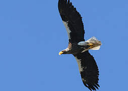 Steller's Sea Eagle