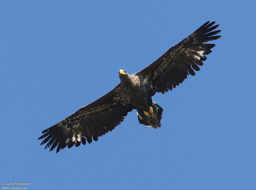 Steller's Sea Eagle