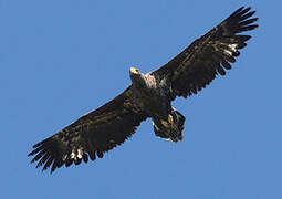 Steller's Sea Eagle