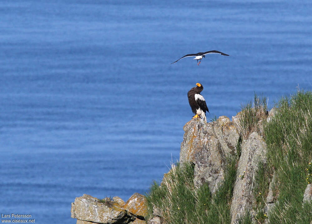 Steller's Sea Eagleadult, habitat